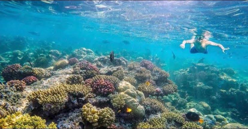 Schnorchler schwimmt über buntes Korallenriff Hurghada – tropische Fische Rotes Meer Tagesausflug