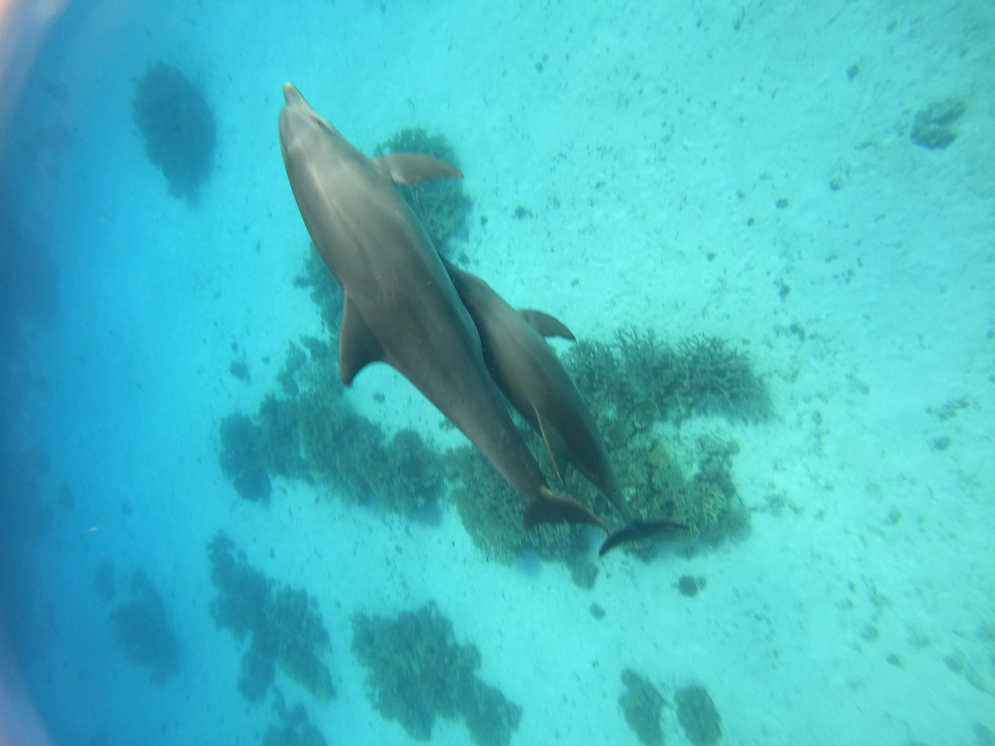 Delfin Haus Hurghada – Delfine tauchen über Korallenriff, Delfin Tour kleine Gruppe deutsch