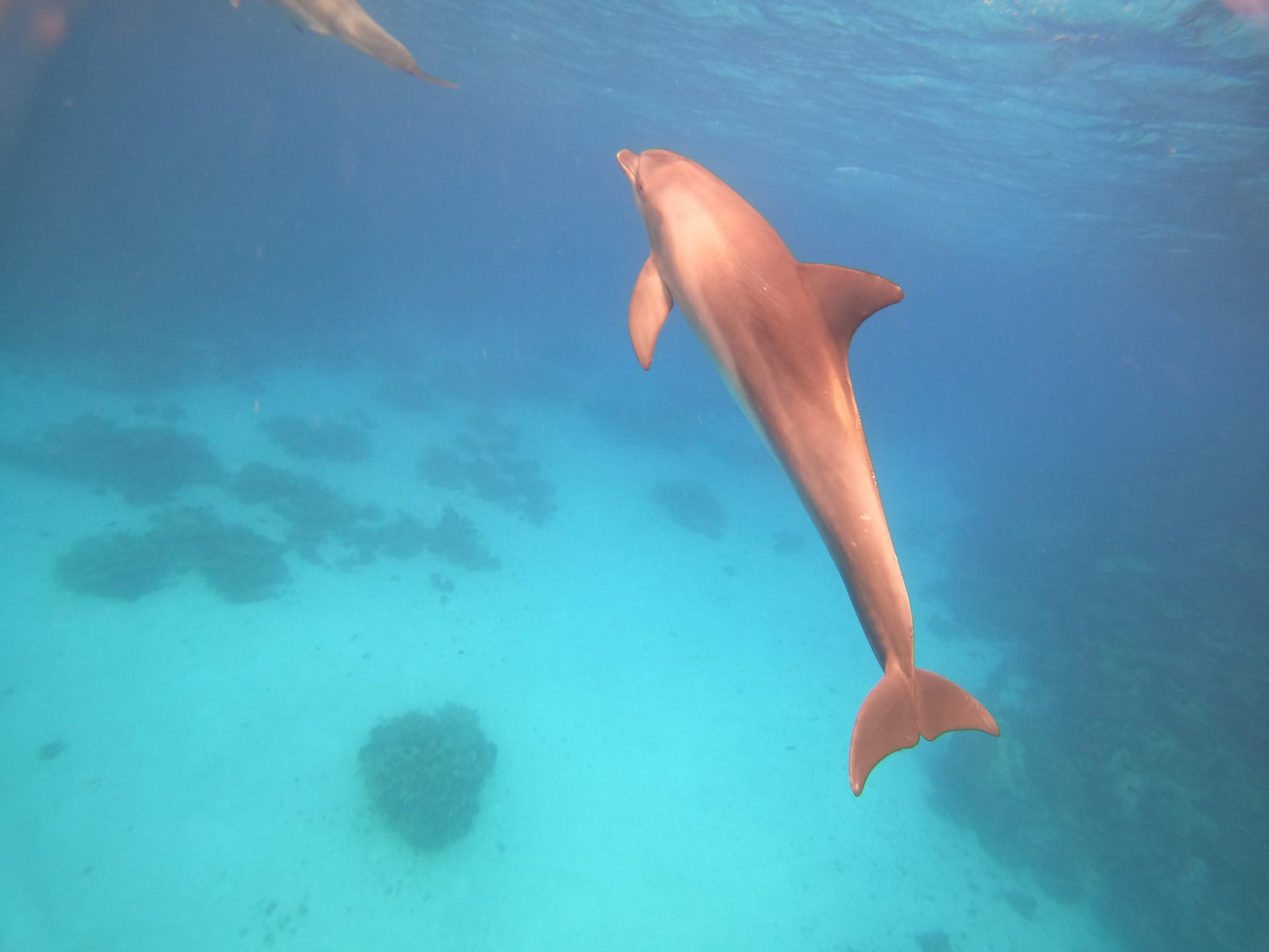 Wilder Delfin schwimmt im kristallklaren Roten Meer nahe Hurghada – Delfintour Hurghada kleine Gruppe