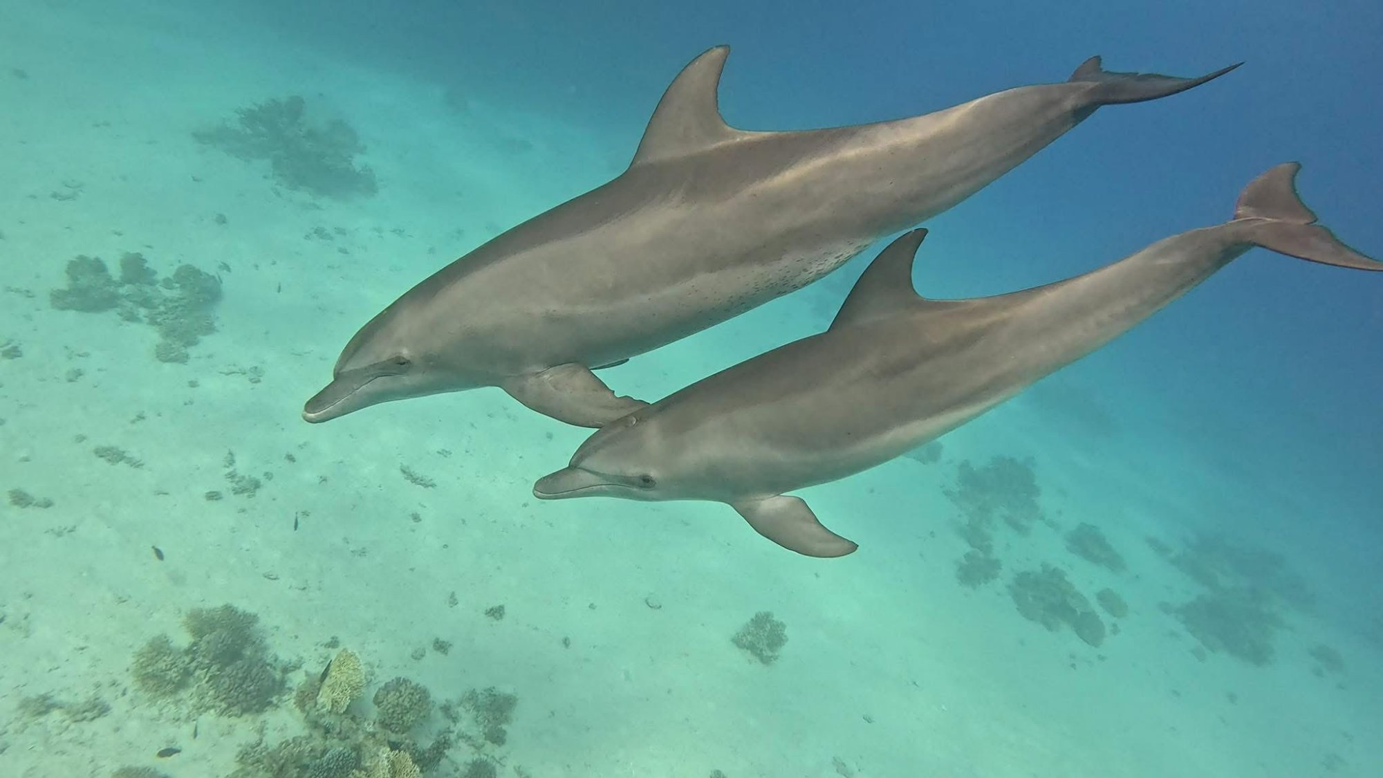 Zwei wilde Delfine schwimmen Seite an Seite im türkisblauen Roten Meer bei Hurghada – Delfintour