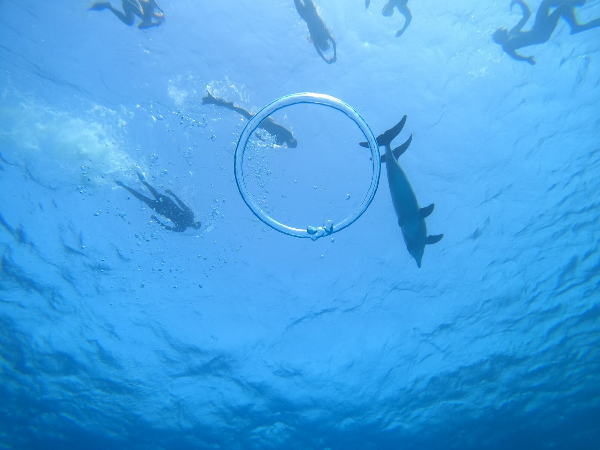 Schnorchler beobachten Delfin mit Luftring im Roten Meer Hurghada
