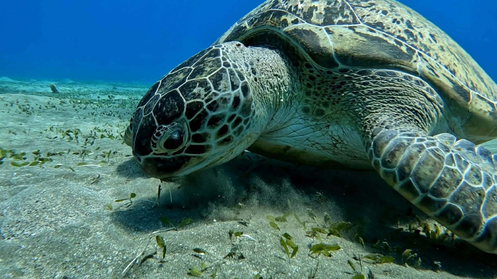 Grüne Meeresschildkröte frisst Seegras am Meeresboden Turtle Bay Rotes Meer