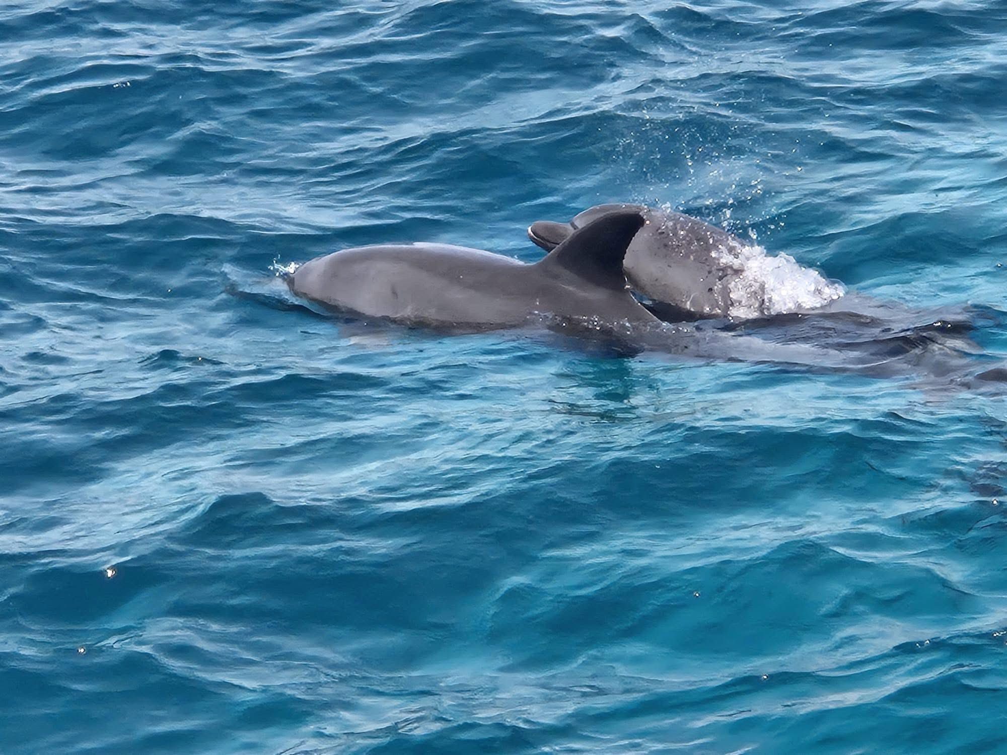 Schnorchler beobachten Delfin mit Blasenring im Roten Meer – privates Schnellboot Hurghada