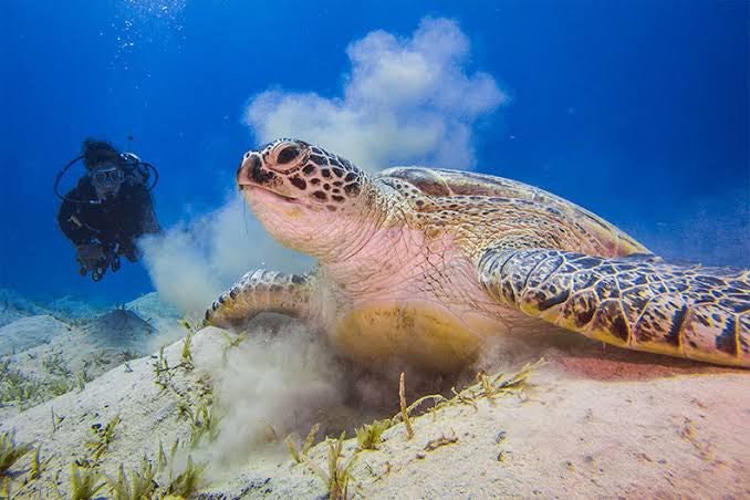 Taucher beobachtet Meeresschildkröte Turtle Bay Hurghada – Schnorcheln wilde Schildkröten Rotes Meer