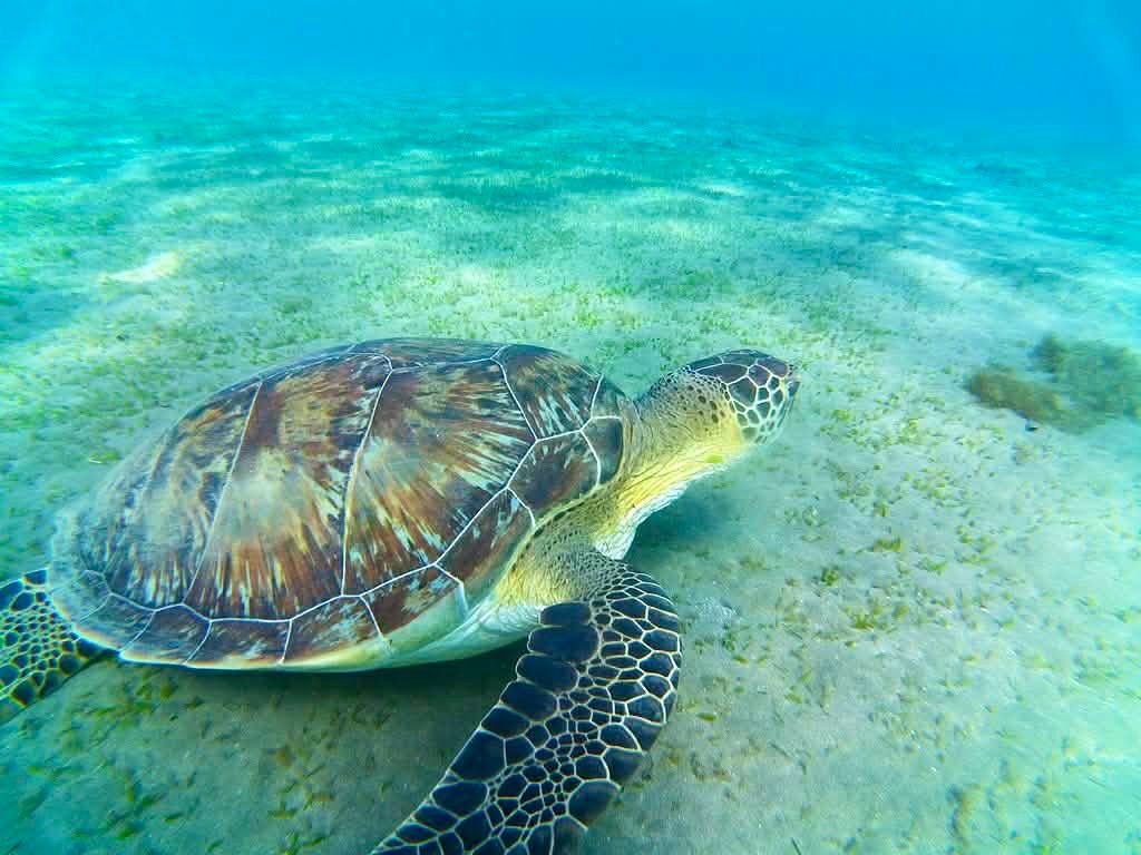 Braune Meeresschildkröte schwimmt am Meeresgrund Turtle Bay Hurghada Schnorcheln